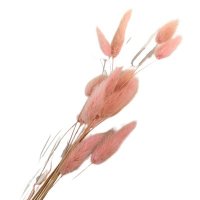 Trockenblumen - Bund - Lagurus - rosé