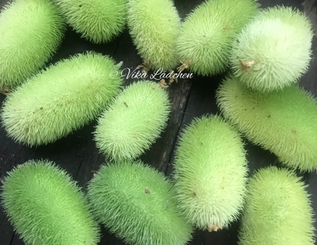 Naturdeko - Ziergurke - Cucumis grün - 2 Stück - zum Schließen ins Bild klicken